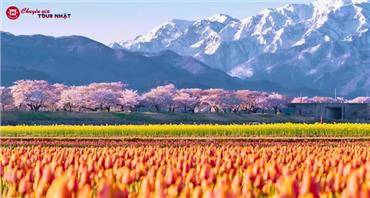 Tour Nhật Bản Cung Đường Romantic Mùa Hoa Anh Đào 2026